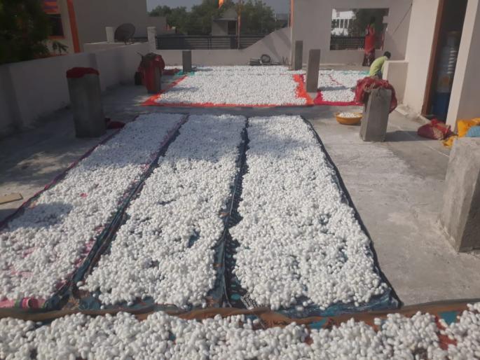 CoronaVirus: Farmers' 'silky' dream destroy; Locked down by thousands of quintals of silk cacoon cells | CoronaVirus : शेतकऱ्यांचे 'रेशमी'स्वप्न भंगले; लॉकडाऊनमुळे हजारो क्विंटल तयार कोष पडून CoronaVirus: Farmers' 'silky' dream destroy; Locked down by thousands of quintals of silk cacoon cells | CoronaVirus : शेतकऱ्यांचे 'रेशमी'स्वप्न भंगले; लॉकडाऊनमुळे हजारो क्विंटल तयार कोष पडून