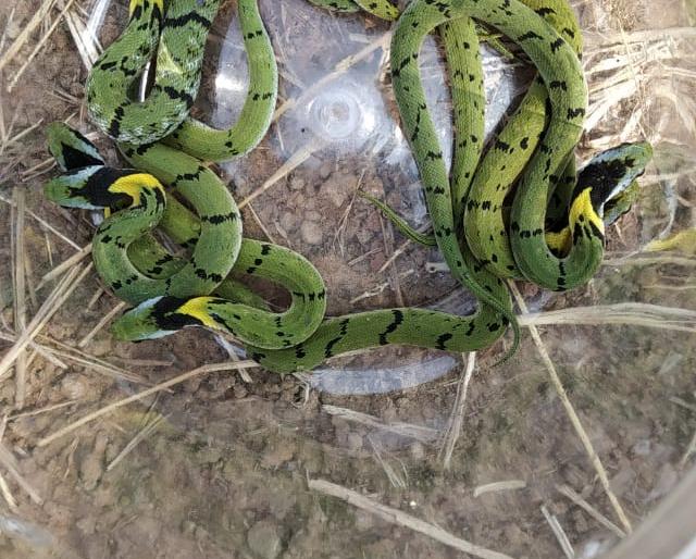 Seven grass snake chicks have received their livelihood | गवत्या सापाच्या सात पिल्लांना मिळाले जीवदान