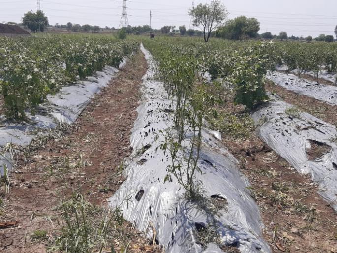 Latur hits pre mansoon rain badly; Huge destruction of watermelon, papaya, vegetable of farmer | लातूरला अवकाळी पावसाने झोडपले; टरबूज, पपई, भाजीपाल्याची प्रचंड नासाडी Latur hits pre mansoon rain badly; Huge destruction of watermelon, papaya, vegetable of farmer | लातूरला अवकाळी पावसाने झोडपले; टरबूज, पपई, भाजीपाल्याची प्रचंड नासाडी