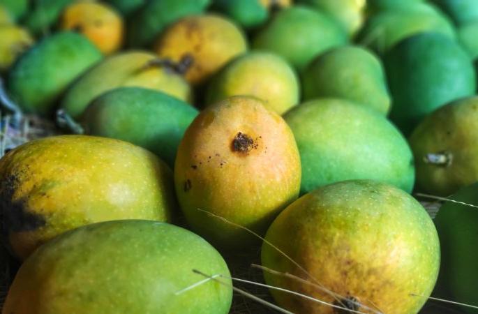 Local mango banished in the course of time! | अवीट चवीचा गावरान आंबा काळाच्या ओघात हद्दपार!