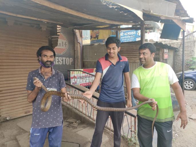 Eight feet long snake's free movement in Beed District Hospital; The serpent-friends skillfully took possession | आठ फूट लांब धामिनीचा बीड जिल्हा रुग्णालयात मुक्तसंचार; सर्पमित्रांनी कुशलतेने मिळवला ताबा Eight feet long snake's free movement in Beed District Hospital; The serpent-friends skillfully took possession | आठ फूट लांब धामिनीचा बीड जिल्हा रुग्णालयात मुक्तसंचार; सर्पमित्रांनी कुशलतेने मिळवला ताबा