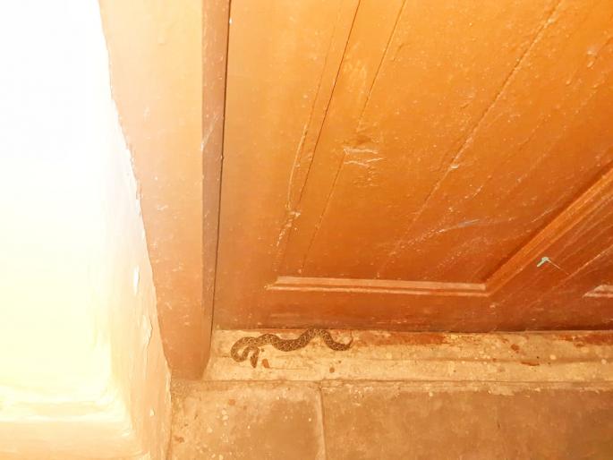 CoronaVirus: Beware of Corona Warriors; The venomous snake went to the primary health center in Patoda | CoronaVirus : कोरोना योद्धयांनो काळजी घ्या; प्राथमिक आरोग्य केंद्रात निघाला विषारी साप