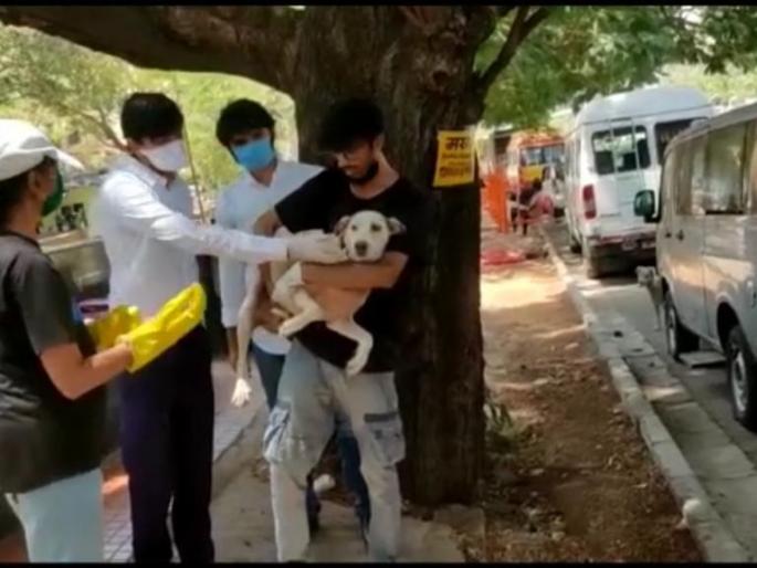 Anti-rabies vaccination of nomadic wells in Thane * - A unique initiative of Maharashtra Navnirman Sena and 'Paaz' | ठाण्यातील भटक्या कुञ्यांचे अँटी रेबिज लसीकरण - महाराष्ट्र नवनिर्माण सेना व 'पाॅज' संस्थेचा अनोखा उपक्रम