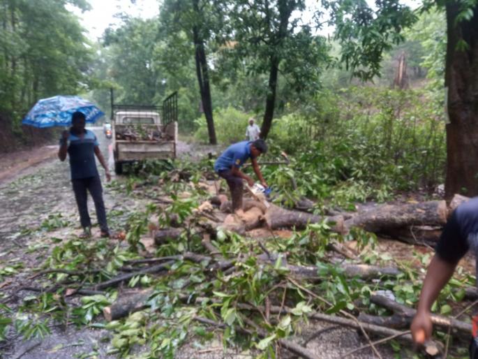 Ajastra tree fell near Nanij on Ratnagiri-Kolhapur highway | रत्नागिरी-कोल्हापूर महामार्गावर नाणीजजवळ अजस्त्र वृक्ष कोसळला Ajastra tree fell near Nanij on Ratnagiri-Kolhapur highway | रत्नागिरी-कोल्हापूर महामार्गावर नाणीजजवळ अजस्त्र वृक्ष कोसळला