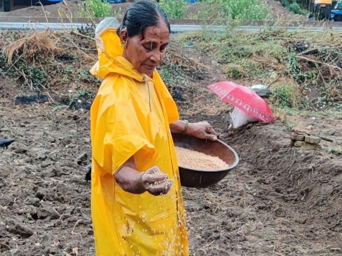 With the onset of rains, farming activities started in Mira Bhayandar | पावसाचं आगमन होताच मीरा भाईंदरमध्ये शेतीच्या कामांना सुरुवात With the onset of rains, farming activities started in Mira Bhayandar | पावसाचं आगमन होताच मीरा भाईंदरमध्ये शेतीच्या कामांना सुरुवात
