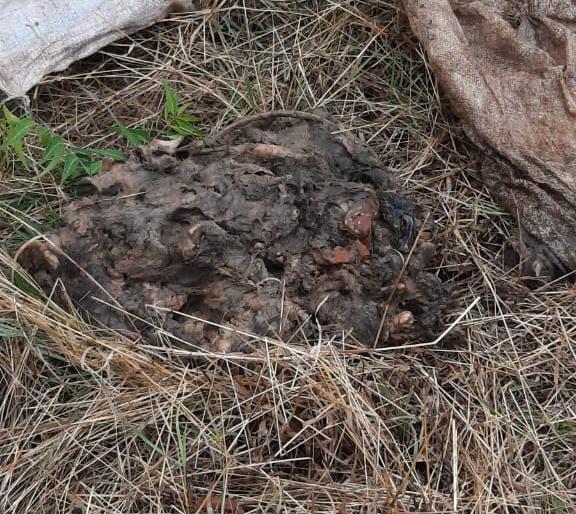 The mountain pond ... the rat went; Rumors of a dead body spread and a dead dog came out as soon as it was opened | डोंगर पोखरला... निघाला उंदीर; मृतदेहाची पसरली अफवा अन् पोते उघडताच निघालं मेलेलं कुत्रं The mountain pond ... the rat went; Rumors of a dead body spread and a dead dog came out as soon as it was opened | डोंगर पोखरला... निघाला उंदीर; मृतदेहाची पसरली अफवा अन् पोते उघडताच निघालं मेलेलं कुत्रं