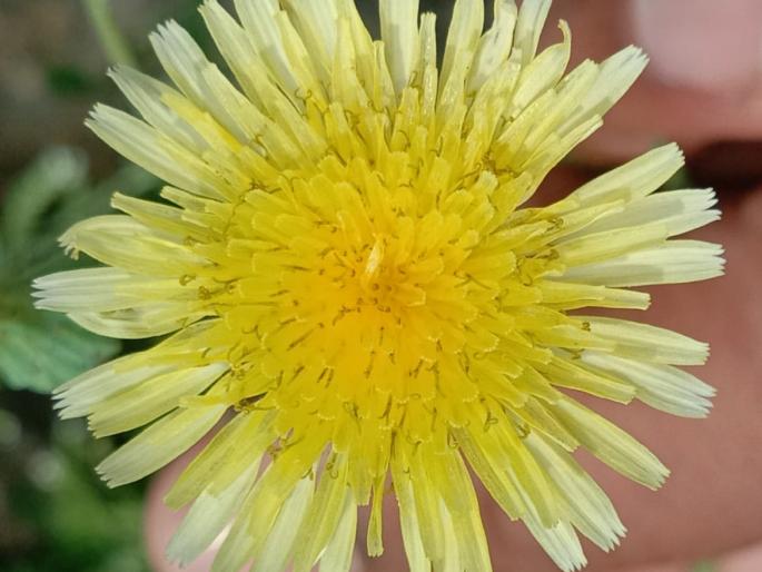 As soon as the earth is covered with green shawls, colorful flowers bloom in the orchards of villages ...! | धरतीने हिरवा शालू पांघरताच रंगीबेरंगी रानफुलांनी बहरली गावोगावची माळरानं...!