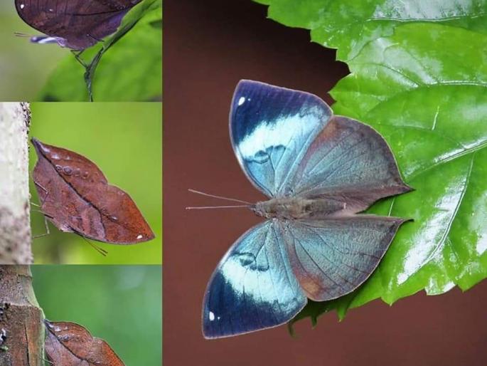 Blueberry butterfly found in Devrukha | देवरूखात आढळले नीलपर्ण जातीचे फुलपाखरू Blueberry butterfly found in Devrukha | देवरूखात आढळले नीलपर्ण जातीचे फुलपाखरू