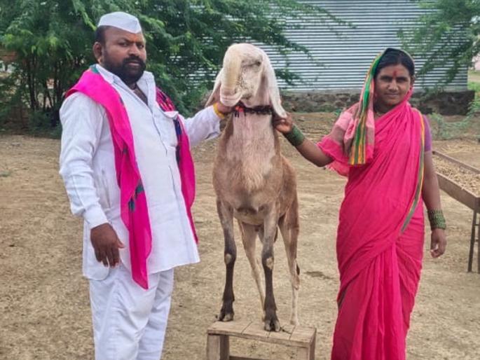 An offer of Rs | सोशल मिडियावर व्हायरल झालेल्या सांगोल्यातील माडग्याळ मेंढ्याला २७ लाखांची आॅफर An offer of Rs | सोशल मिडियावर व्हायरल झालेल्या सांगोल्यातील माडग्याळ मेंढ्याला २७ लाखांची आॅफर