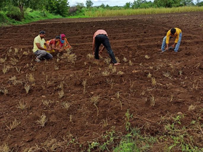 Village news; A nutritious grass nursery is being set up in Shelgaon with the help of 'Pani Foundation' | दुष्काळाशी लढा; 'पाणी फाउंडेशन' च्या मदतीने शेलगावात तयार होतेय पौष्टीक गवताची नर्सरी Village news; A nutritious grass nursery is being set up in Shelgaon with the help of 'Pani Foundation' | दुष्काळाशी लढा; 'पाणी फाउंडेशन' च्या मदतीने शेलगावात तयार होतेय पौष्टीक गवताची नर्सरी