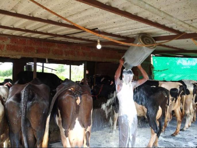 Different milk movement: Take a bath with cow's milk | आगळेवेगळे दूध आंदोलन : गाईबरोबर स्वतःही केली दुधाने आंघोळ Different milk movement: Take a bath with cow's milk | आगळेवेगळे दूध आंदोलन : गाईबरोबर स्वतःही केली दुधाने आंघोळ