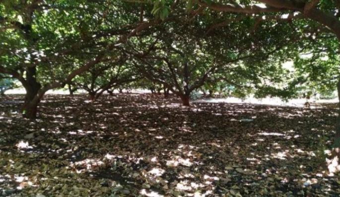 Ganeshkhind Udyan in Pune to be 'Biodiversity Heritage' | पुण्यातील गणेशखिंड उद्यान होणार ‘बायोडायव्हर्सिटी हेरिटेज’:वनमंत्री संजय राठोड यांची माहिती Ganeshkhind Udyan in Pune to be 'Biodiversity Heritage' | पुण्यातील गणेशखिंड उद्यान होणार ‘बायोडायव्हर्सिटी हेरिटेज’:वनमंत्री संजय राठोड यांची माहिती