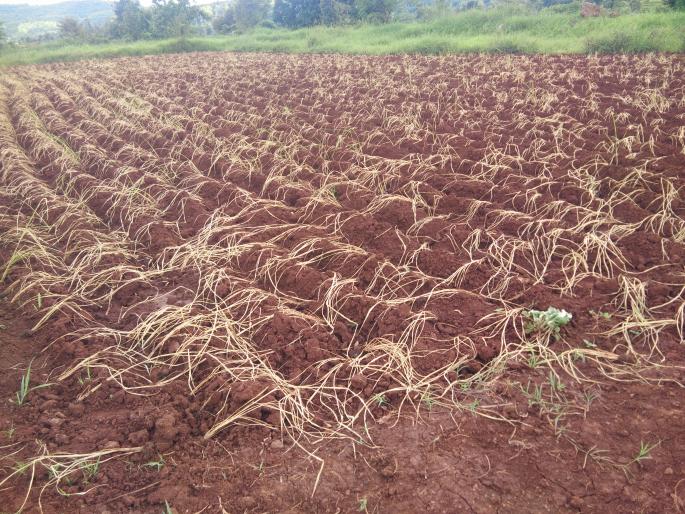 Farmers in Tulsi-Dhamani in crisis of double sowing | तुळशी-धामणीतील शेतकरी दुबार पेरणीच्या संकटात Farmers in Tulsi-Dhamani in crisis of double sowing | तुळशी-धामणीतील शेतकरी दुबार पेरणीच्या संकटात