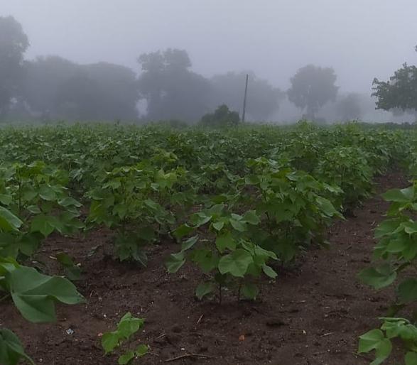 Fogg in many district of maharashstra , As rainy season ended winter start? | महाराष्ट्रात काही जिल्ह्यात दाट धुके; पावसाळा संपून थंडी सुरु होणार का?