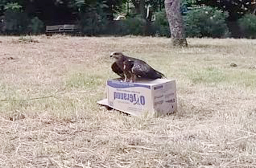 Due to timely treatment and care, the injured Ghari took to the skies | वेळेत उपचार अन् देखभालीमुळे जखमी घारीने घेतली आकाशात झेप Due to timely treatment and care, the injured Ghari took to the skies | वेळेत उपचार अन् देखभालीमुळे जखमी घारीने घेतली आकाशात झेप