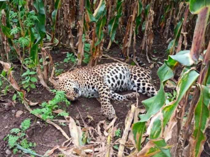 Shocking! A dead leopard was found in a farm in Kannada taluka | धक्कादायक ! कन्नड तालुक्यातील शेतशिवारात मृत बिबट्या आढळला Shocking! A dead leopard was found in a farm in Kannada taluka | धक्कादायक ! कन्नड तालुक्यातील शेतशिवारात मृत बिबट्या आढळला