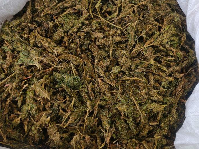 Six lakh 40 thousand ganza seized in IT Park; The youth was arrested | आयटीपार्कमध्ये विक्रीसाठी आणलेला सहा लाख 40 हजारांचा गांजा जप्त; तरुणाला अटक Six lakh 40 thousand ganza seized in IT Park; The youth was arrested | आयटीपार्कमध्ये विक्रीसाठी आणलेला सहा लाख 40 हजारांचा गांजा जप्त; तरुणाला अटक