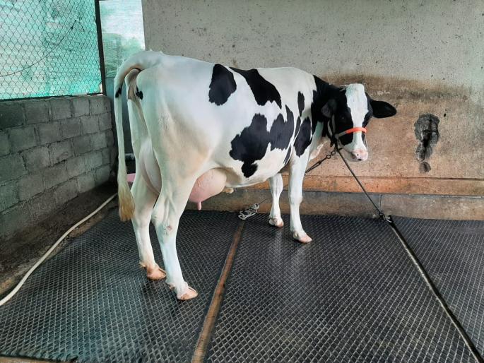 Oh wonder! Farmer's 'big' deal ; 'Rani' got a prize of Rs 1,31,111 | अहो आश्चर्यम! बळीराजाची 'मोठी' बोली; 'राणी'ला तब्बल १,३१,१११ किंमत मिळाली