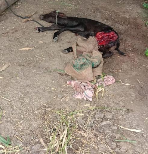 Sightings of leopard-like animals in the Khed-Bhose area; Attack on animals | खेड-भोसे परिसरात बिबट्या सदृश्य प्राण्याचे दर्शन; जनावरांवर केला हल्ला Sightings of leopard-like animals in the Khed-Bhose area; Attack on animals | खेड-भोसे परिसरात बिबट्या सदृश्य प्राण्याचे दर्शन; जनावरांवर केला हल्ला