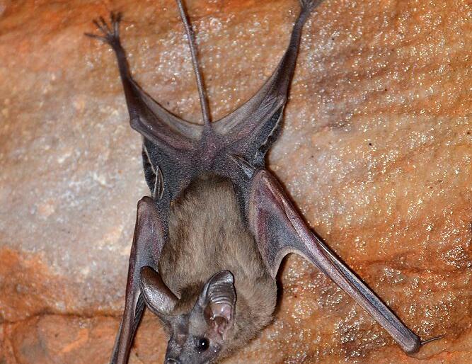 The crisis over the ‘homes’ of human-friendly bats; Wrong that the corona is spreading | Video : मानवाचा मित्र असलेल्या वटवाघुळांच्या ‘घरांवर’ संकट; कोरोना पसरत असल्याचा चुकीचा समज The crisis over the ‘homes’ of human-friendly bats; Wrong that the corona is spreading | Video : मानवाचा मित्र असलेल्या वटवाघुळांच्या ‘घरांवर’ संकट; कोरोना पसरत असल्याचा चुकीचा समज