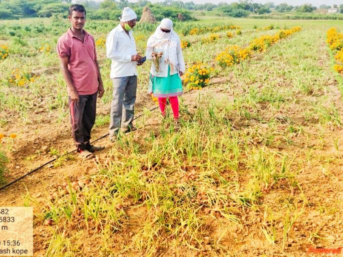 Big news; Damage panchnama work in 81 villages of Mangalvedha taluka on war level | मोठी बातमी; मंगळवेढा तालुक्यातील ८१ गावातील नुकसानीच्या पंचनाम्याचे काम युद्धपातळीवर 