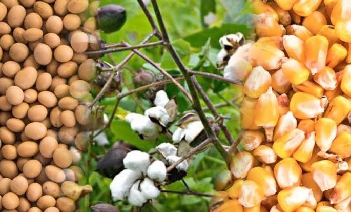 Maize, cotton lying in the house | मका, कापूस घरात पडून Maize, cotton lying in the house | मका, कापूस घरात पडून