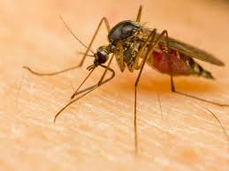 Jamnarat corona atokyat, now with dengue | जामनेरात कोरोना आटोक्यात, आता डेंग्यूची साथ Jamnarat corona atokyat, now with dengue | जामनेरात कोरोना आटोक्यात, आता डेंग्यूची साथ