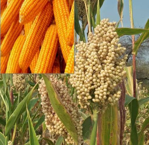 392 farmers registered for sale of coarse grains in Chalisgaon | चाळीसगावला ३९२ शेतकऱ्यांची भरड धान्य विक्रीसाठी नोंदणी 392 farmers registered for sale of coarse grains in Chalisgaon | चाळीसगावला ३९२ शेतकऱ्यांची भरड धान्य विक्रीसाठी नोंदणी