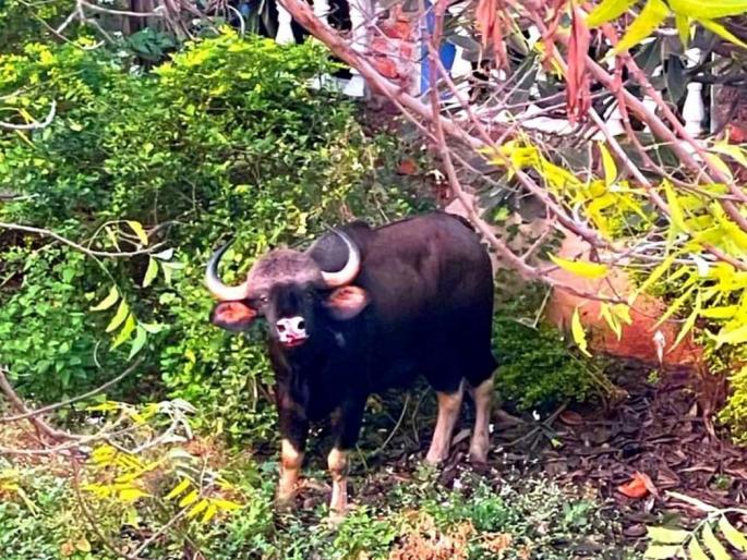 Gaur came to the Mahatma Society in Kothrud | Video : कोथरूडमधील महात्मा सोसायटीमध्ये आला रानगवा, परिसरात खळबळ Gaur came to the Mahatma Society in Kothrud | Video : कोथरूडमधील महात्मा सोसायटीमध्ये आला रानगवा, परिसरात खळबळ