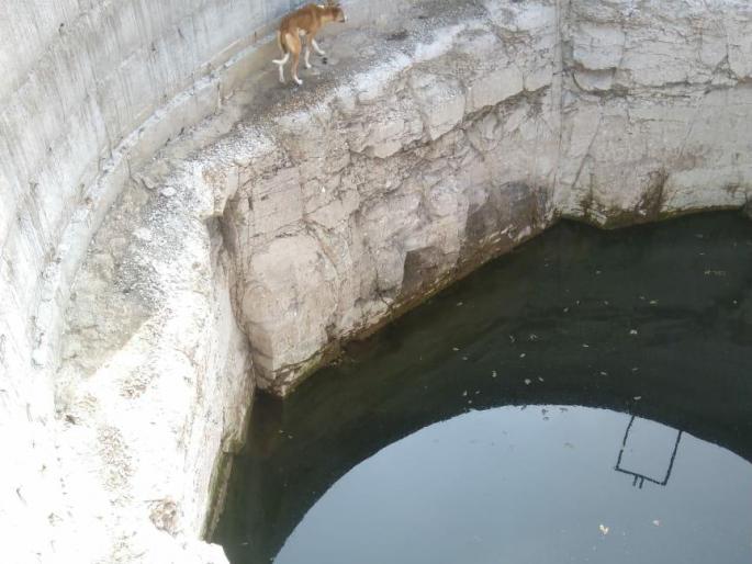 Finally, after 40 days, the dog is released from the 'death well'; Life is saved by the tireless efforts of animal lovers | अखेर ४० दिवसानंतर श्वानाची 'मौत का कुंवा' मधून सुटका; प्राणिमित्रांच्या अथक प्रयत्नाने मिळाले जीवदान Finally, after 40 days, the dog is released from the 'death well'; Life is saved by the tireless efforts of animal lovers | अखेर ४० दिवसानंतर श्वानाची 'मौत का कुंवा' मधून सुटका; प्राणिमित्रांच्या अथक प्रयत्नाने मिळाले जीवदान