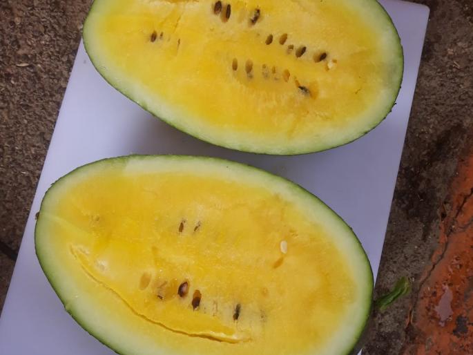Demand for colorful 'aarohi' watermelons from abroad; A young farmer from Ambajogai earned lakhs from 30 guntas | रंगीबेरंगी ' आरोही ' टरबूजांना विदेशातून मागणी; अंबाजोगाईच्या तरुण शेतकऱ्याने ३० गुंठयातून घेतले लाखोचे उत्पन्न Demand for colorful 'aarohi' watermelons from abroad; A young farmer from Ambajogai earned lakhs from 30 guntas | रंगीबेरंगी ' आरोही ' टरबूजांना विदेशातून मागणी; अंबाजोगाईच्या तरुण शेतकऱ्याने ३० गुंठयातून घेतले लाखोचे उत्पन्न