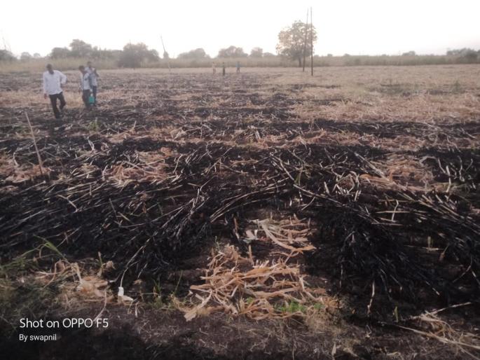Destroy 40,000 fodder to Nasirabad with electricity wires | नशिराबादला वीज तारांची ठिणगीने ४० हजाराचा चारा खाक