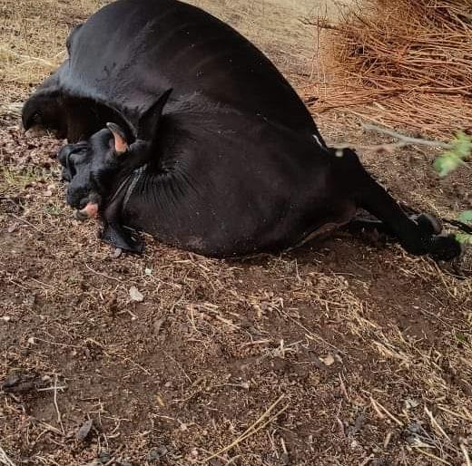 Death of a party with a cow due to lightning; Incident at Mandrup | वीज पडल्याने गायीबरोबर पक्ष्याचा मृत्यू; मंद्रुप येथील साठेवस्तीवर घटना