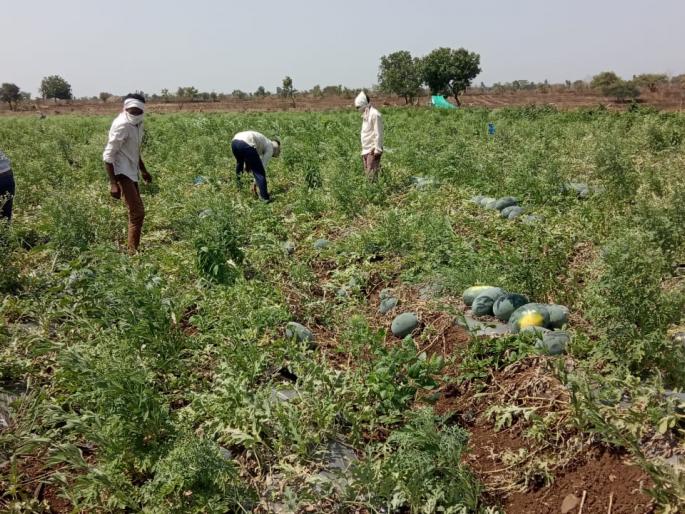 Traders turn their backs on watermelon buying; Hit the farmers | व्यापाऱ्यांनी फिरविली टरबूज खरेदीकडे पाठ ; शेतकऱ्यांना फटका Traders turn their backs on watermelon buying; Hit the farmers | व्यापाऱ्यांनी फिरविली टरबूज खरेदीकडे पाठ ; शेतकऱ्यांना फटका