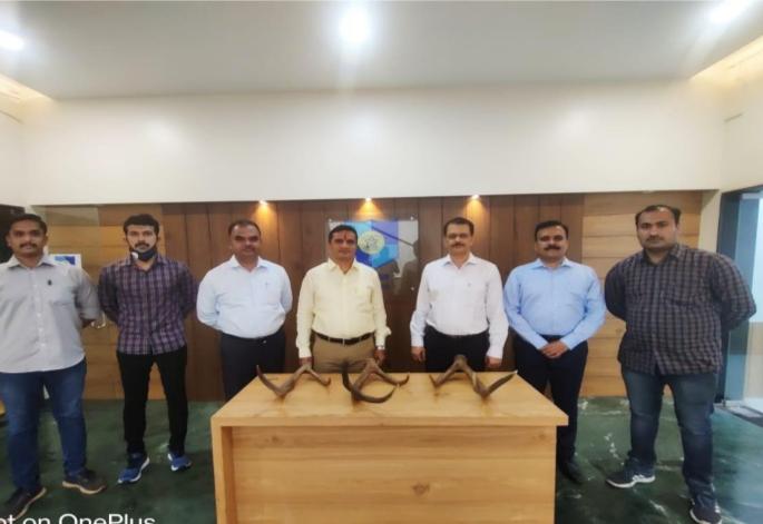 One arrested for selling sambar deer antlers; 3 antlers seized | सांबराची शिंगे विक्रीसाठी आणलेल्या एकाला अटक; अमूल्य किंमतीची ३ शिंगे जप्त One arrested for selling sambar deer antlers; 3 antlers seized | सांबराची शिंगे विक्रीसाठी आणलेल्या एकाला अटक; अमूल्य किंमतीची ३ शिंगे जप्त