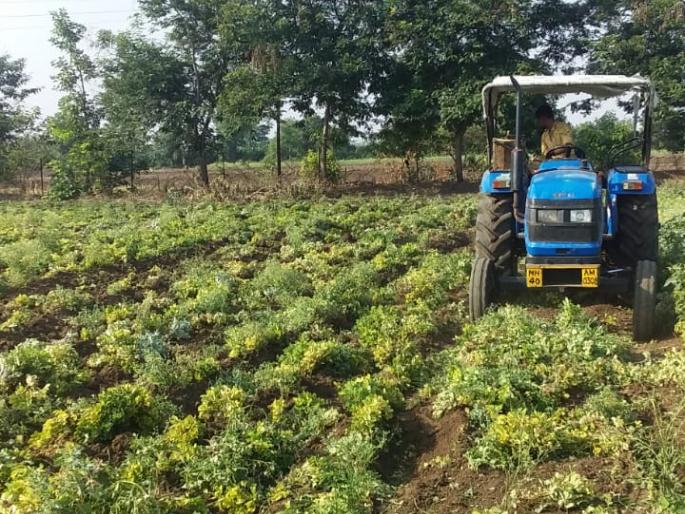 Farmers turn the tractor in the field as groundnut does not have pods | भुईमुगाला शेंगा नसल्याने शेतकऱ्याने शेतात फिरविला ट्रॅक्टर !