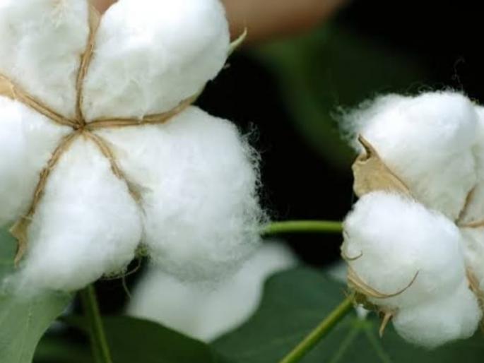 1500 farmers in Jalgaon Jamod taluka will implement 'Smart Cotton' experiment | जळगाव जामोद तालुक्यातील १५०० शेतकरी राबविणार 'स्मार्ट कॉटन'चा प्रयोग 1500 farmers in Jalgaon Jamod taluka will implement 'Smart Cotton' experiment | जळगाव जामोद तालुक्यातील १५०० शेतकरी राबविणार 'स्मार्ट कॉटन'चा प्रयोग