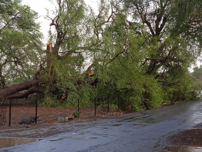The wind blew, roof flew off the house, the trees were uprooted | वादळी वाऱ्याचा तडाखा, घरावरील पत्रे उडाली, वृक्ष उन्मळून पडले The wind blew, roof flew off the house, the trees were uprooted | वादळी वाऱ्याचा तडाखा, घरावरील पत्रे उडाली, वृक्ष उन्मळून पडले