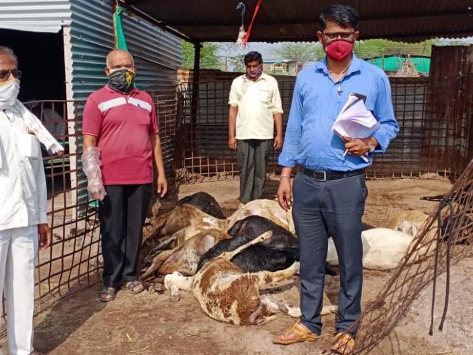 Big news; 14 goats and sheep killed in lightning strike Incidents in Sangola taluka | मोठी बातमी; वीज पडून १४ शेळ्या-मेंढ्या जागीच ठार; सांगोला तालुक्यातील घटना Big news; 14 goats and sheep killed in lightning strike Incidents in Sangola taluka | मोठी बातमी; वीज पडून १४ शेळ्या-मेंढ्या जागीच ठार; सांगोला तालुक्यातील घटना