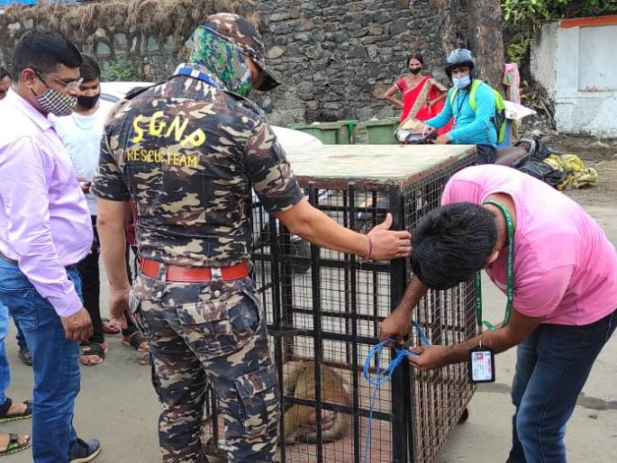 The monkey caught the monkey in the transit camp and released it into the forest | घोडबंदर संक्रमण शिबिरातील त्या माकडास पकडून जंगलात सोडले The monkey caught the monkey in the transit camp and released it into the forest | घोडबंदर संक्रमण शिबिरातील त्या माकडास पकडून जंगलात सोडले