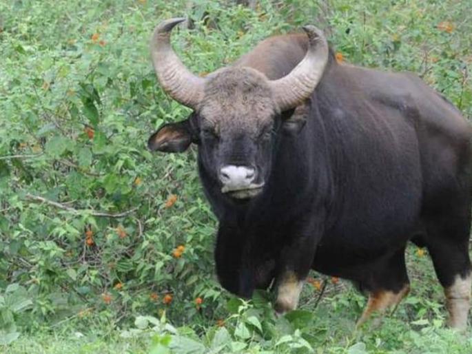 Rangwa found in Akkalkot taluka; Karjagi- The villagers of Kalahipparga village are scared | अक्कलकोट तालुक्यात आढळला रानगवा; करजगी- कलहिप्परगा गावातील ग्रामस्थ भयभीत Rangwa found in Akkalkot taluka; Karjagi- The villagers of Kalahipparga village are scared | अक्कलकोट तालुक्यात आढळला रानगवा; करजगी- कलहिप्परगा गावातील ग्रामस्थ भयभीत