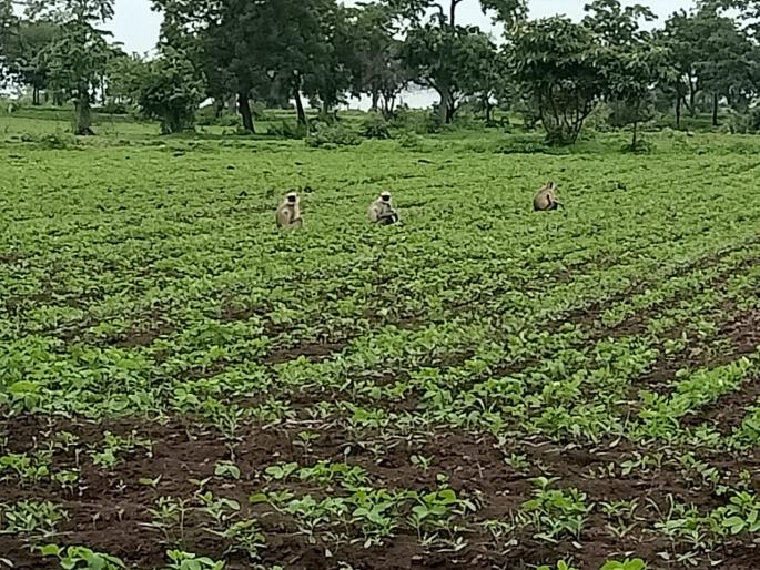 Double crisis on farmers of washim district | शेतकऱ्यांवर दुहेरी संकट; पावसाची दडी; त्यातच वन्यप्राण्यांचा हैदोस Double crisis on farmers of washim district | शेतकऱ्यांवर दुहेरी संकट; पावसाची दडी; त्यातच वन्यप्राण्यांचा हैदोस