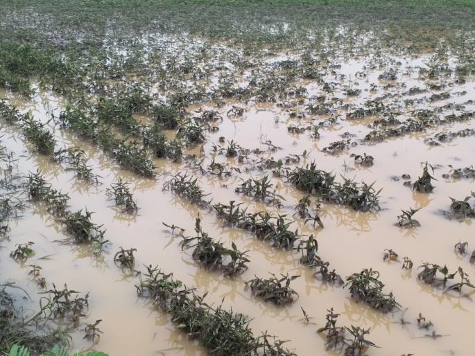 Crisis again; Water in the eyes of farmers and insurance paper in their hands! | पुन्हा संकट; शेतकऱ्यांच्या डोळ्यात पाणी अन् हातात विम्याचा कागद !