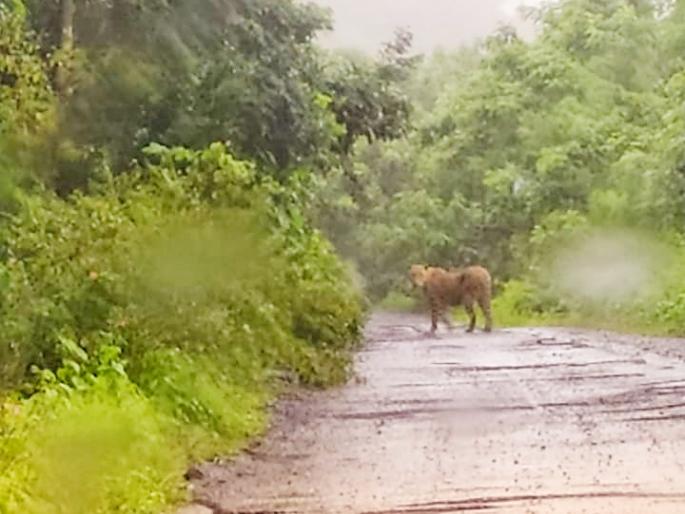 Leopard sighting in the Dattadham temple area of Sulibhanjan | सुलीभंजन परिसरात बिबट्याचे पर्यटकांना जवळून दर्शन Leopard sighting in the Dattadham temple area of Sulibhanjan | सुलीभंजन परिसरात बिबट्याचे पर्यटकांना जवळून दर्शन