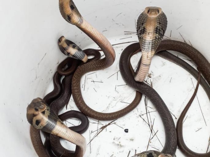 Big news; A pile of rocks was removed and seven cobra cubs were found | मोठी बातमी; दगडाचा ढिगारा काढला अन् आढळली कोब्रा सापाची सात पिल्ले