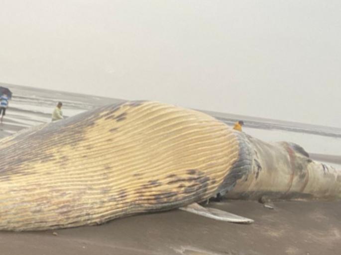 A giant whale was found dead at Benapatti beach in Vasai | वसईतील बेणापट्टी समुद्रकिनारी मृतावस्थेत आढळला महाकाय व्हेल मासा A giant whale was found dead at Benapatti beach in Vasai | वसईतील बेणापट्टी समुद्रकिनारी मृतावस्थेत आढळला महाकाय व्हेल मासा
