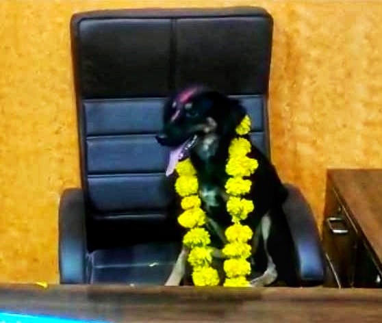 Sarpanch absent for two years; The villagers protested by placing a dog on the sarpanch's chair | दोन वर्षापासून सरपंच गैरहजर; सरपंचाच्या खुर्चीवर कुत्रा बसवून ग्रामस्थांनी केला निषेध
