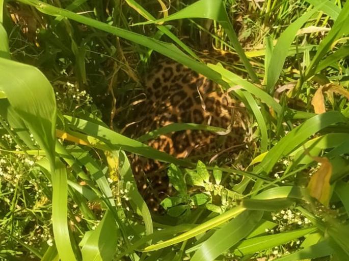 The farmers thought that the leopard hidden in the crop did not see them, they turned back and ... | शेतकऱ्यांना वाटलं पिकात लपलेल्या बिबट्याने त्यांना पाहिलं नाही,ते माघारी फिरले आणि... The farmers thought that the leopard hidden in the crop did not see them, they turned back and ... | शेतकऱ्यांना वाटलं पिकात लपलेल्या बिबट्याने त्यांना पाहिलं नाही,ते माघारी फिरले आणि...