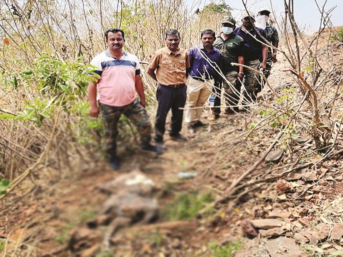 Ratnagiri news: Leopard found dead in Kundi Sahyadri Tiger Reserve | Ratnagiri news: कुंडी सह्याद्री व्याघ्र प्रकल्पात आढळला मृतावस्थेत बिबट्या Ratnagiri news: Leopard found dead in Kundi Sahyadri Tiger Reserve | Ratnagiri news: कुंडी सह्याद्री व्याघ्र प्रकल्पात आढळला मृतावस्थेत बिबट्या