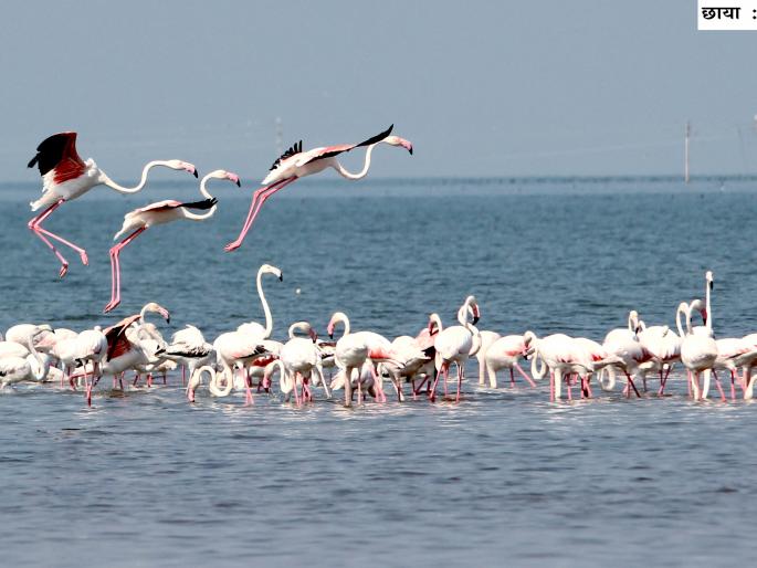Nityaagara visitors' birds stay afloat | नाथसागरावर पाहुण्या पक्ष्यांचा मुक्काम लांबला  Nityaagara visitors' birds stay afloat | नाथसागरावर पाहुण्या पक्ष्यांचा मुक्काम लांबला